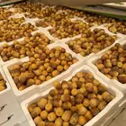 روثانة المدينة فاخر