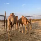 نياق مبيوعه عيالها