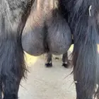 عنز حليب السن رباع