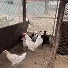 دجاج بلدي