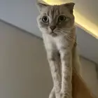 قطة سكوتش   هملايا للتبني
