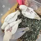 فروخ روز الحجم جانبو