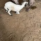 رخل مهجنه