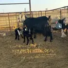عنز عارضيه والد متاومه ( تم البيع )