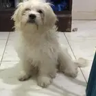 Maltes Puppy