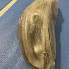 شمعه الاكسنت عدسه 2016