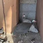 زوج حبشي