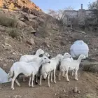 8 روس من ضان شهران ولد يتبعها 9