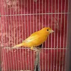 كناري ذكر تغريد