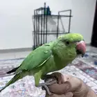 دره اليفه
