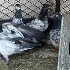 طبات حمام بكستاني مطيار منهم6