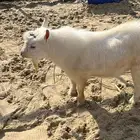 فحل قزم أبيض فاخر صنف تعريف قوي