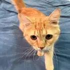قط برتقالي للتبني