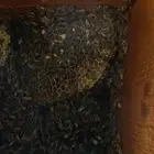 نحل بلدي للبيع