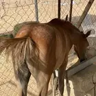 مهر شعبي. للبيع