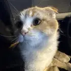 قط سكوتش ضايع للتبني