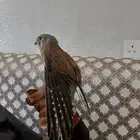 طير بشاق شبوط للببع