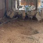 دجاج فيومي المنيوم وقولد بشاير