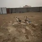 وز بلدي وز عراقي