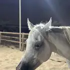 فرسة مميزة   إندي أصيلة