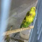 زوج طيور حب منتج