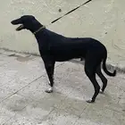 سلوكي ساحلي بيور للصيد