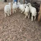 للبيع طليان 4خرفان و 1رخل