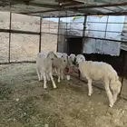طليان