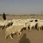 غنم حريه