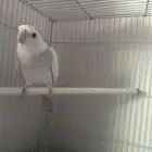 كروان متكلم وهدد خارجي وداخلي