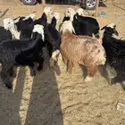 بهم نجد