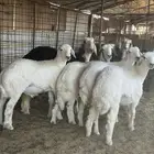 خرفان فل شحم العمار حوالي 5 شهور