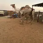 خلفه مصغر