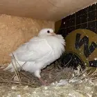 زغاليل فرنسي و زاجل