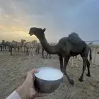 للبيع بكره مجهم كفو