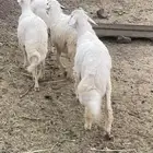أربعه خرفان