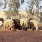 للبيع ذبايح تفريد و جمله القصيم