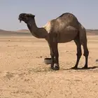 بعير اصفر سنه رباع ضراب وطبع