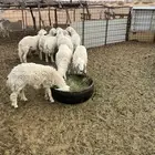 طليان