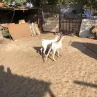 تيوس مستورده تربيه