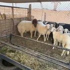 ذبائح للبيع خروفين نعيم وحري