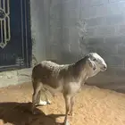 طلي ساكني جبر ناهي( تم البيع )