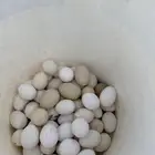 بيض دجاج بلدي