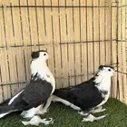 حمام شيرازي او لاهوري جوز منتج ماشاءالله. للبيع