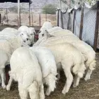 ذبايح حريه طليان و رخال