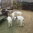 بهم طليان ورخال