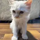 قط شيرازي للتبني