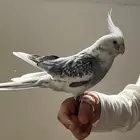 كروانات اليفه
