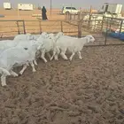 طليان