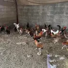 دجاج بلدي